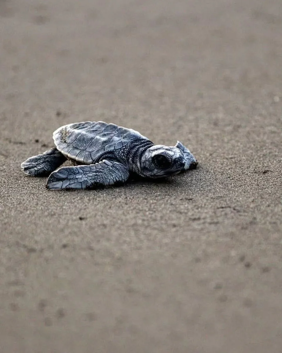 Velas Turtle Festival