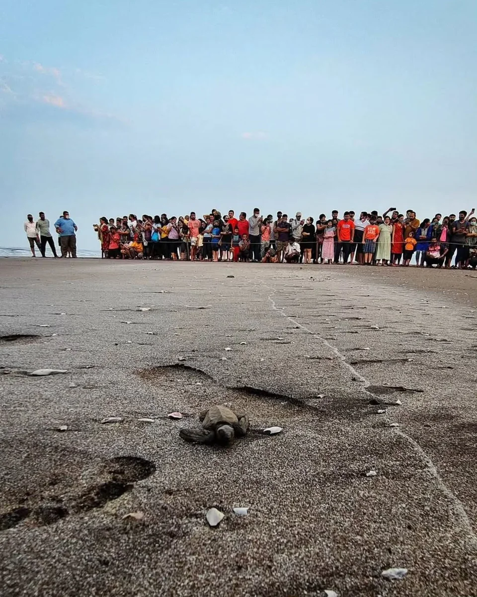 Velas Turtle Festival