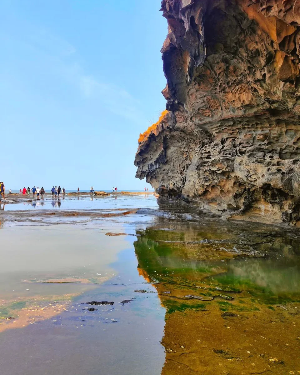 Velas Turtle Festival