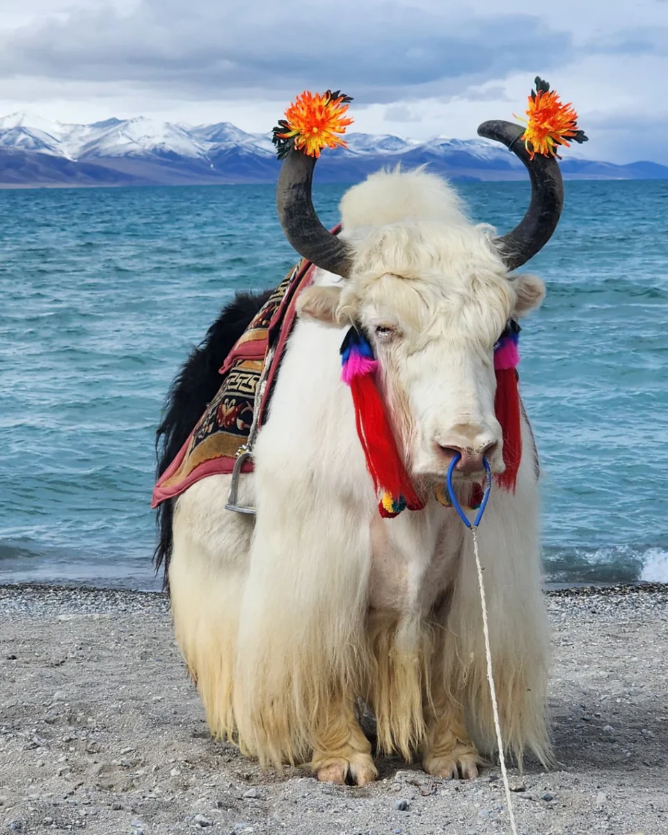 Tibet Self Drive Expedition