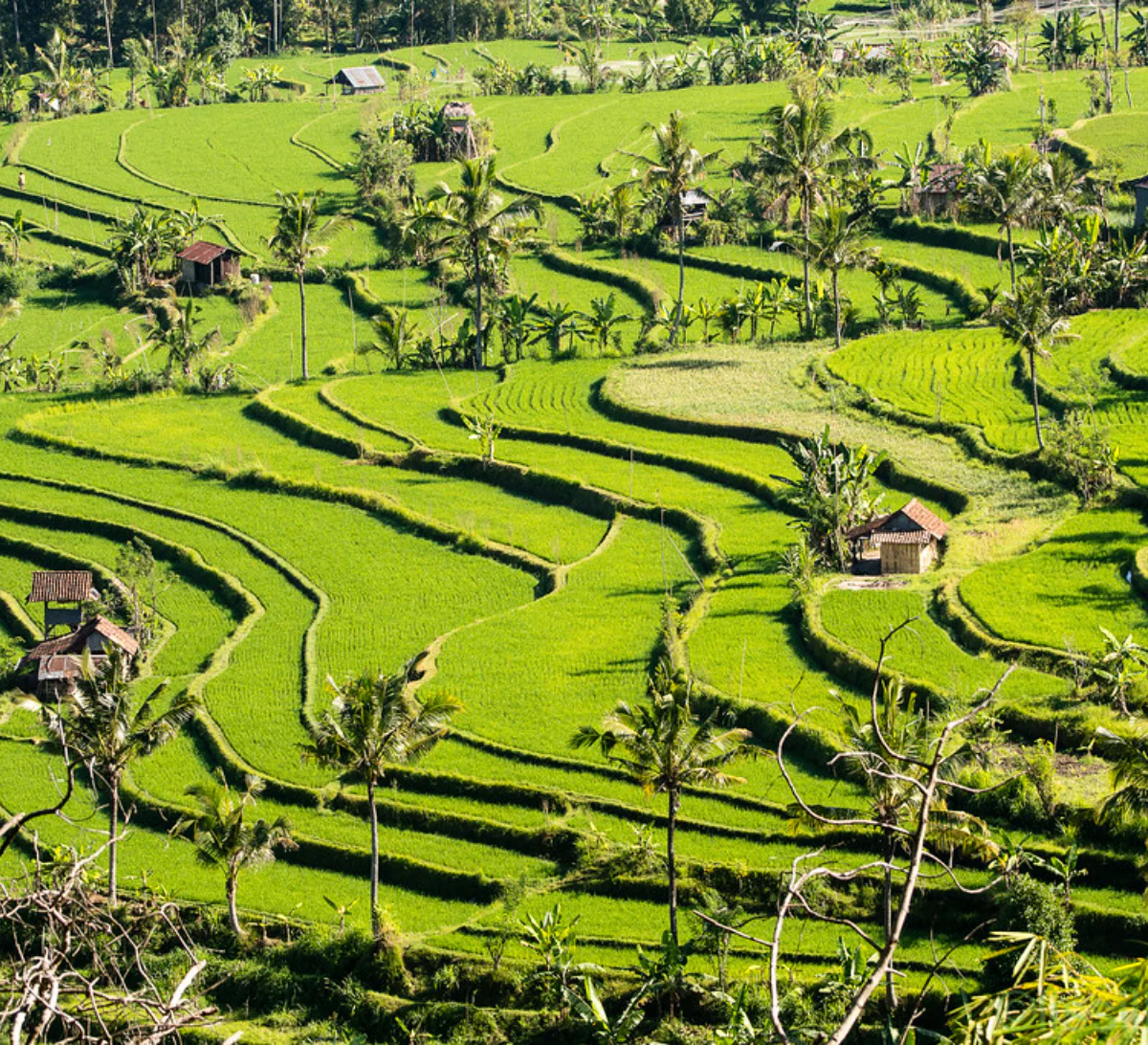 Day 5: Panaromic Rice Terraces