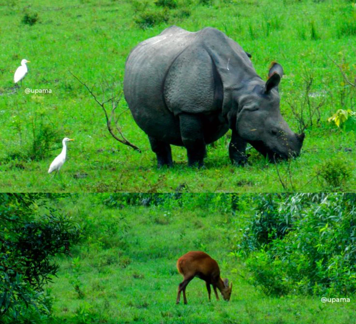 Day 7: Kaziranga Safari