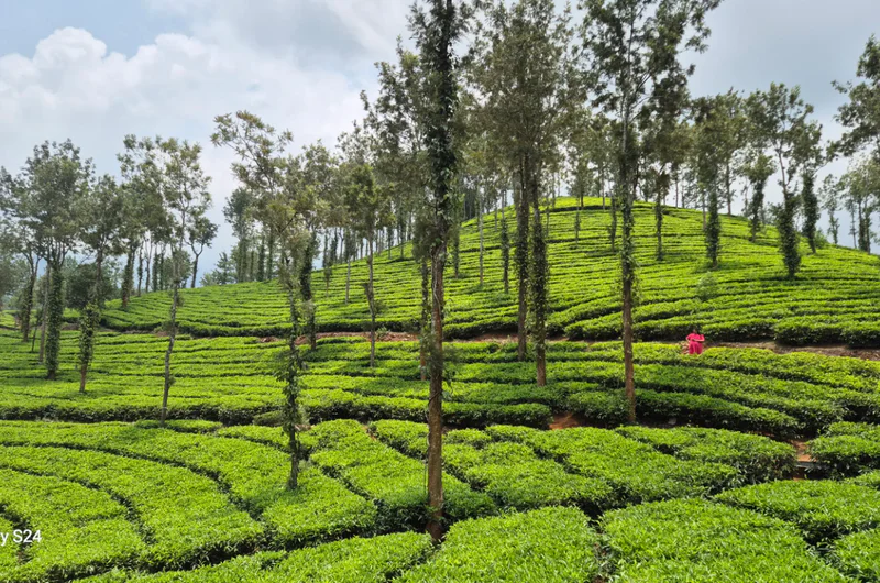Tea plantation views