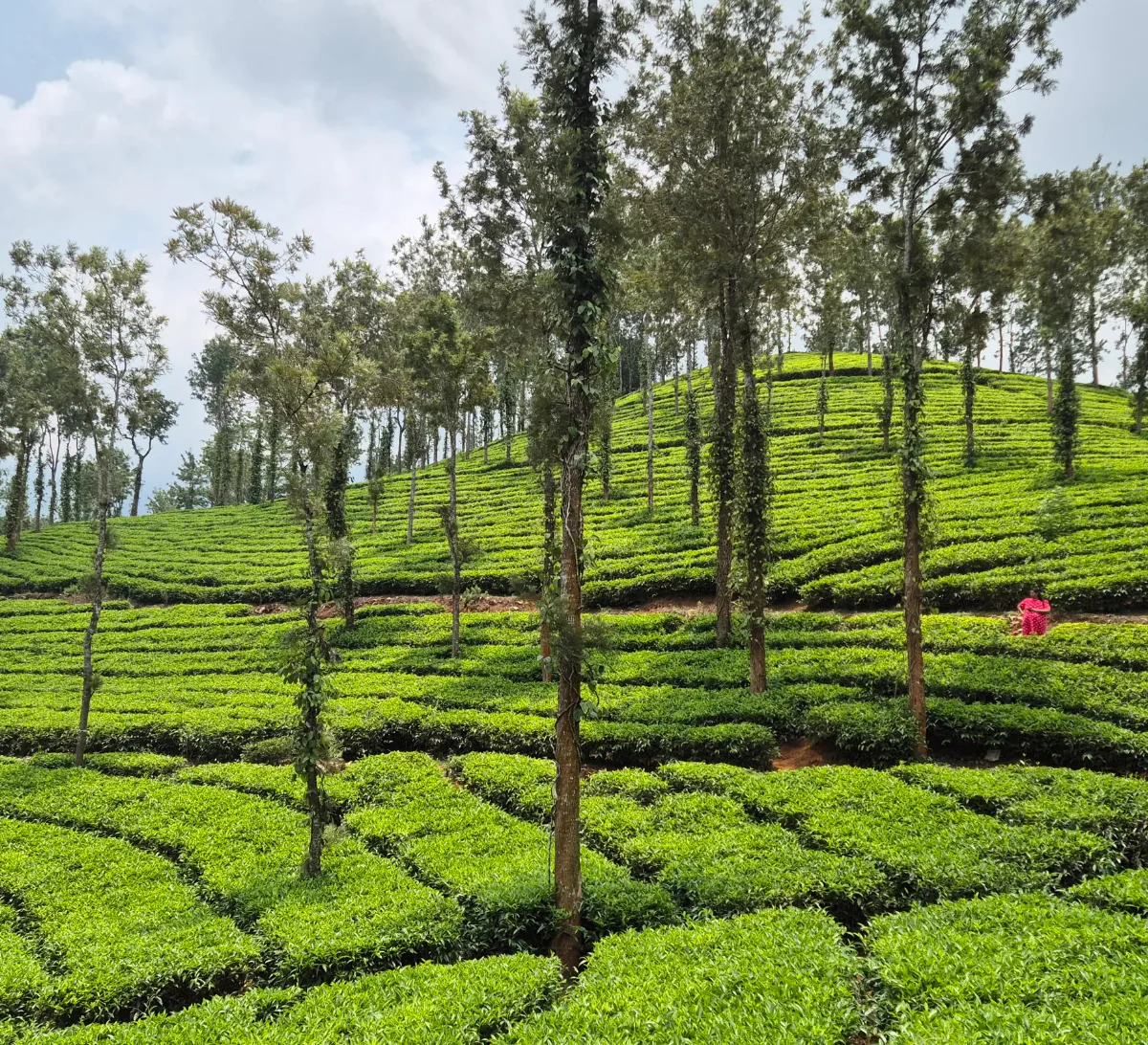 Journey to Wayanad & Banasura Sagar Dam