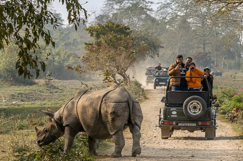 Kaziranga National Park Safari