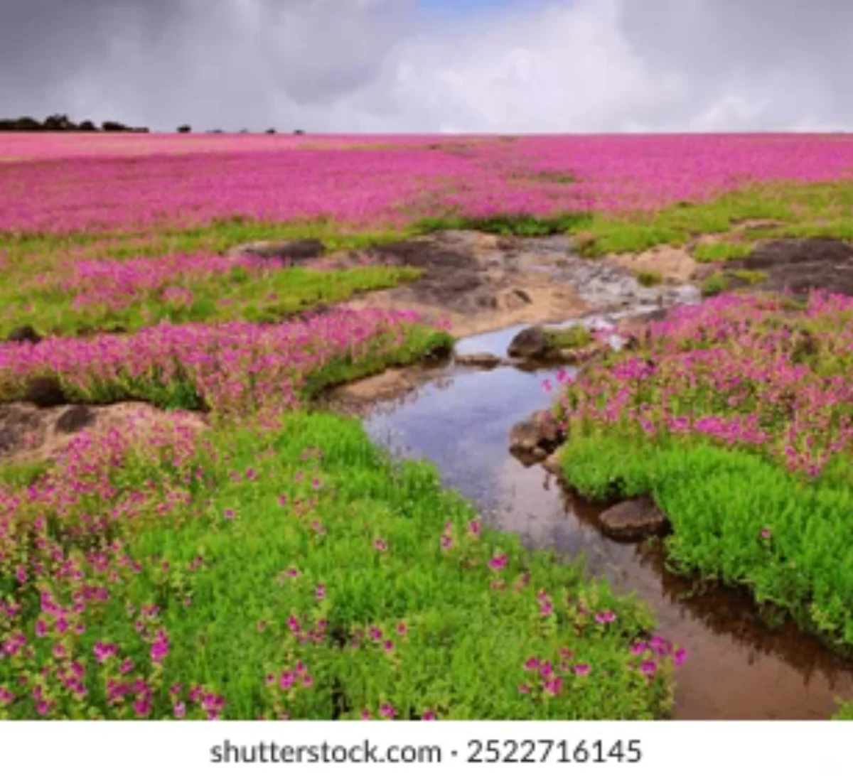 Kaas Plateau | Koyna Backwaters | Vajrai waterfalls