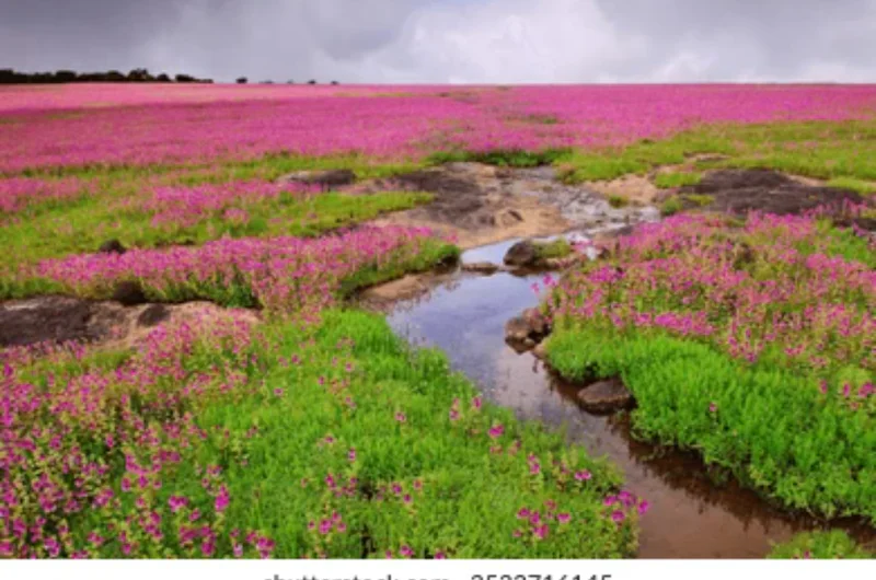 Valley Of Flowers