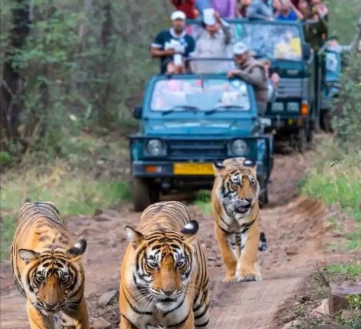 Kaziranga Safari → Guwahati Departure