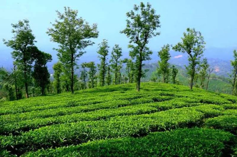 Coffee & spice plantations for many Insta-worthy pictures