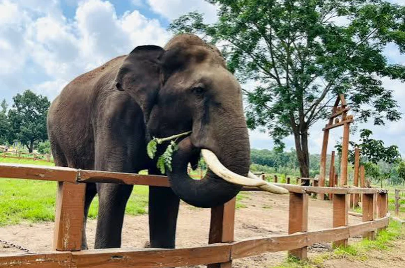 Dubare elephant camp for all the elephant lovers
