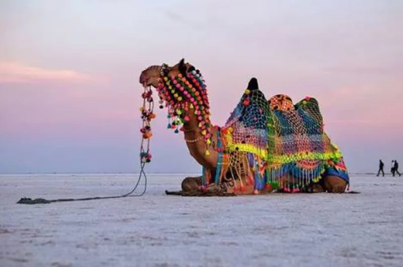 White Rann
