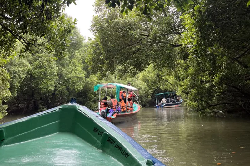 Mangrove forest, pondicherry
