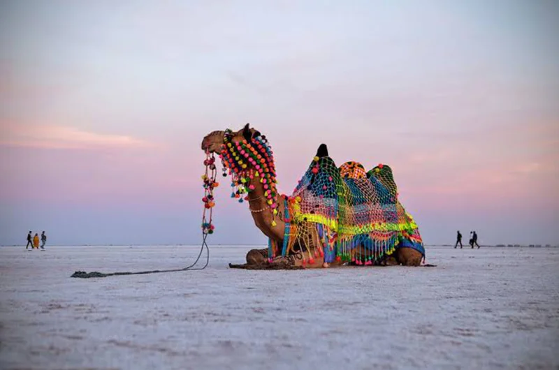White Rann