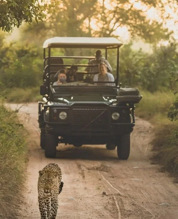 Jawai – The Leopard Safari