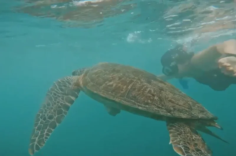 Snorkel with Turtles
