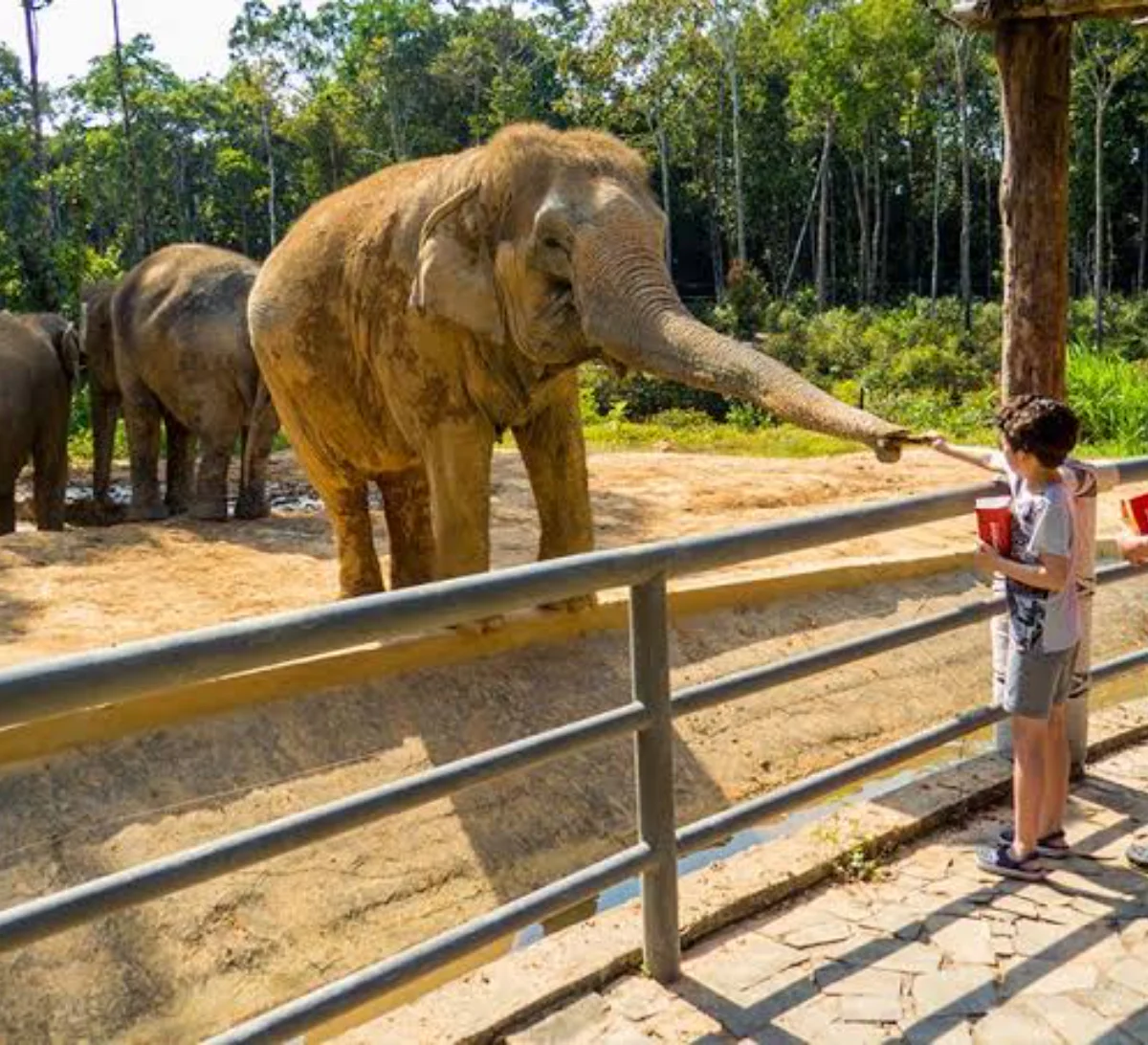 Day 3: VinPearl Safari, VinWonders & Da Nang