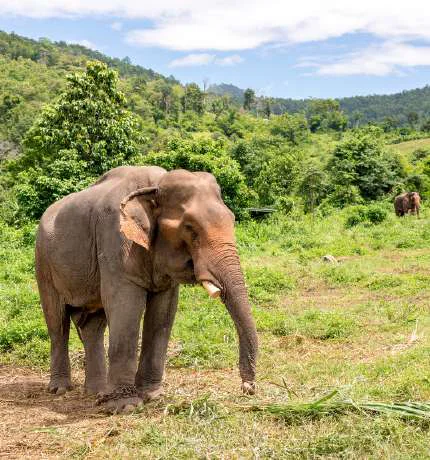 Coorg Backpacking Trip from Mumbai
