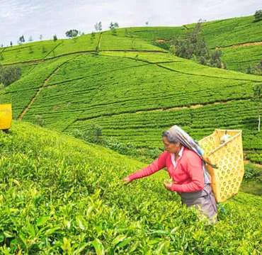 Kandy to Nuwara Eliya and Ella by train