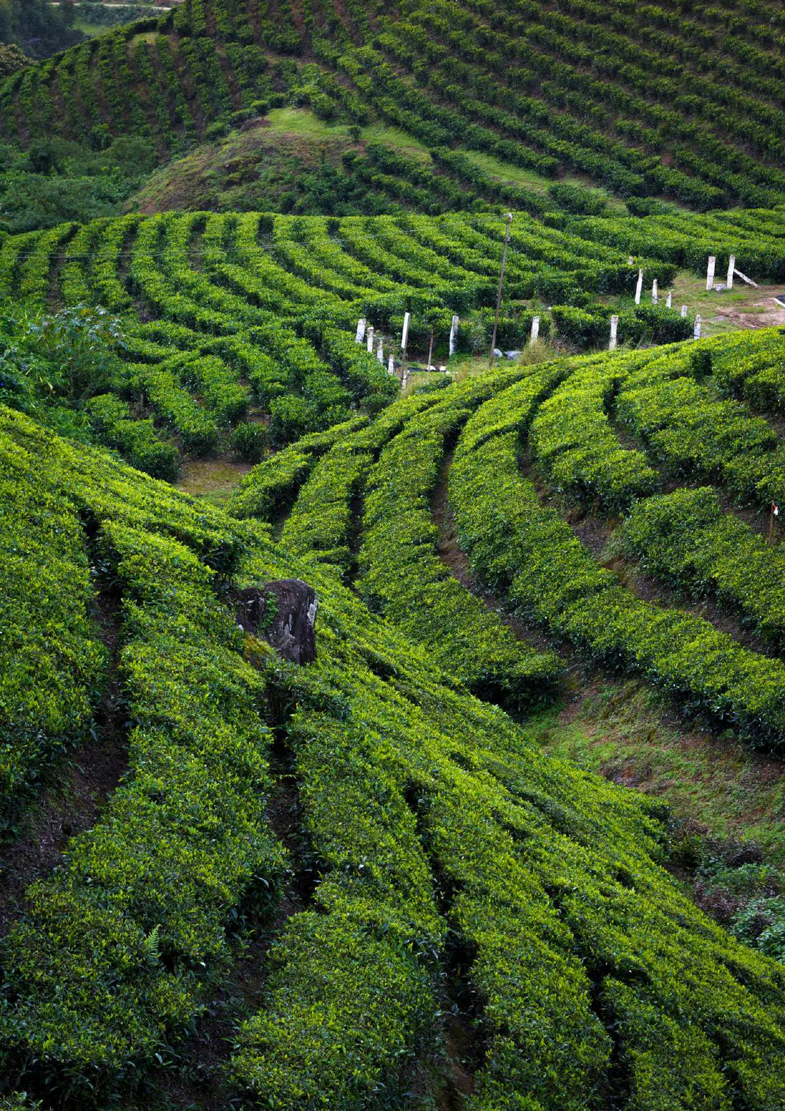 Coorg Backpacking Trip from Mumbai