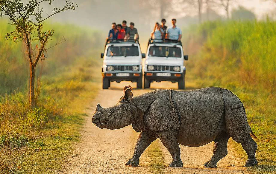 Kaziranga safari and return to Guwahati