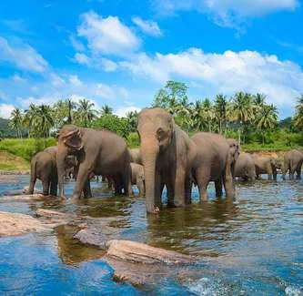 Negombo to Kandy: elephants and the Temple of the Tooth